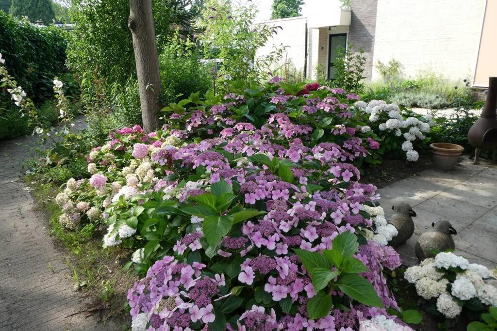 Huis Bij De Catalpa 多德雷赫特 外观 照片
